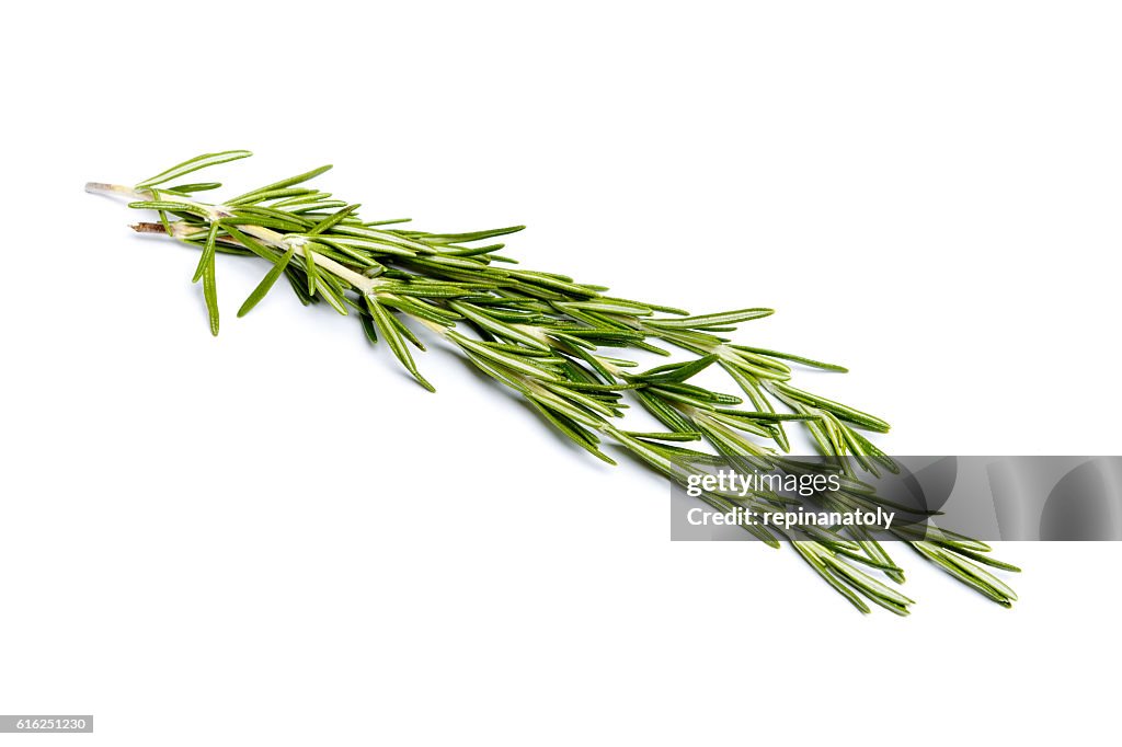 Fresh green sprig of rosemary