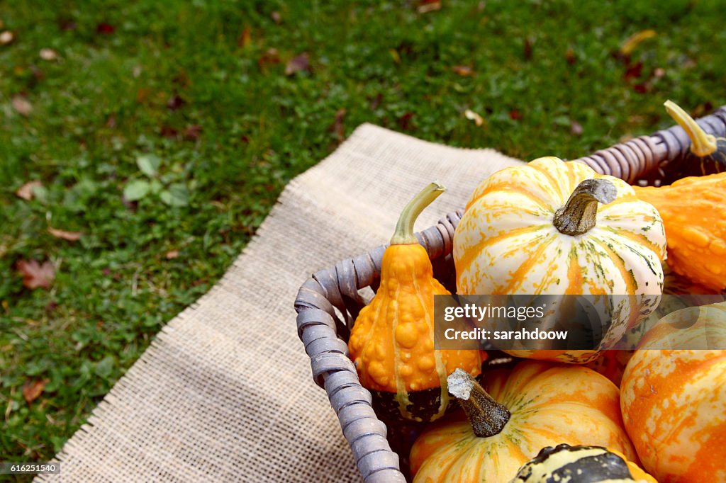 Fett gefärbte und gemusterte Gourds in einem Korb