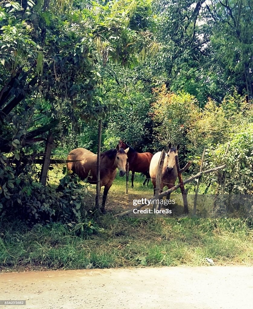 Beautiful horses