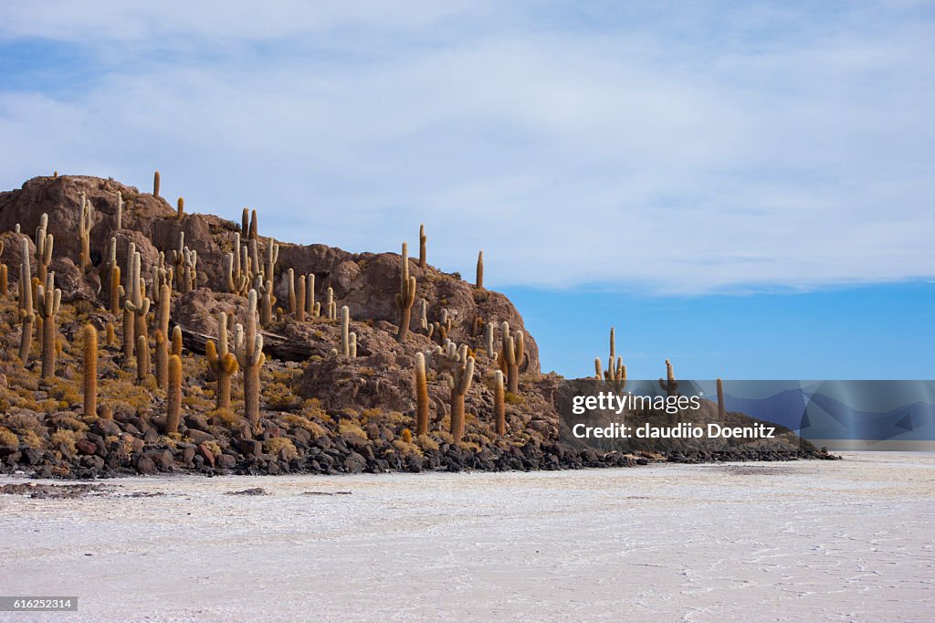 Pesce isola con cactus millenario, saline Uyuni