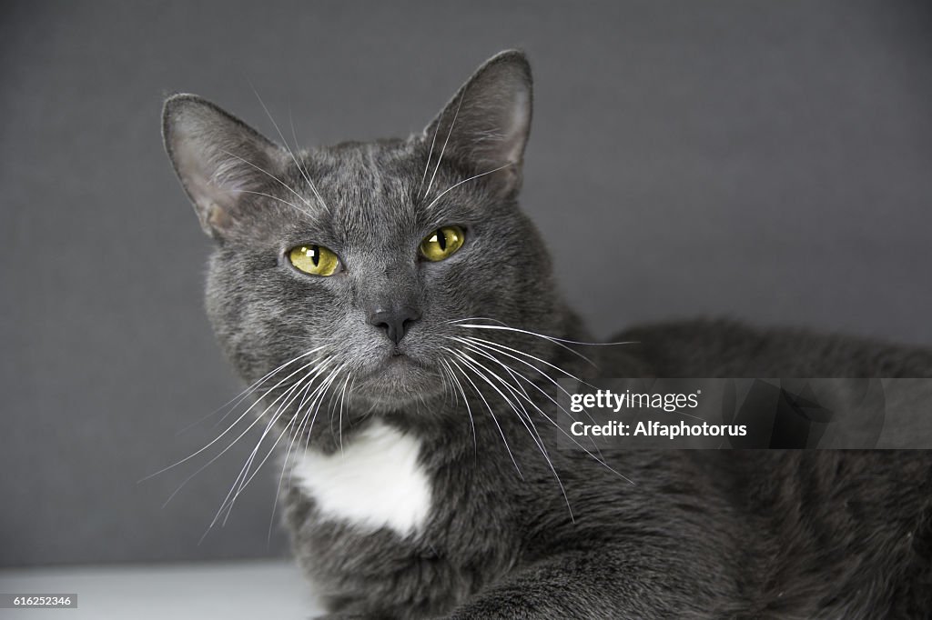 Gatto grigio con gli occhi gialli su sfondo grigio