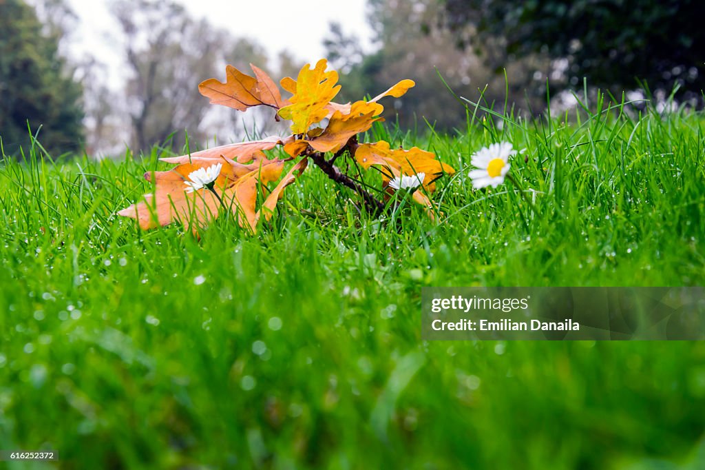 Überlebender Herbst