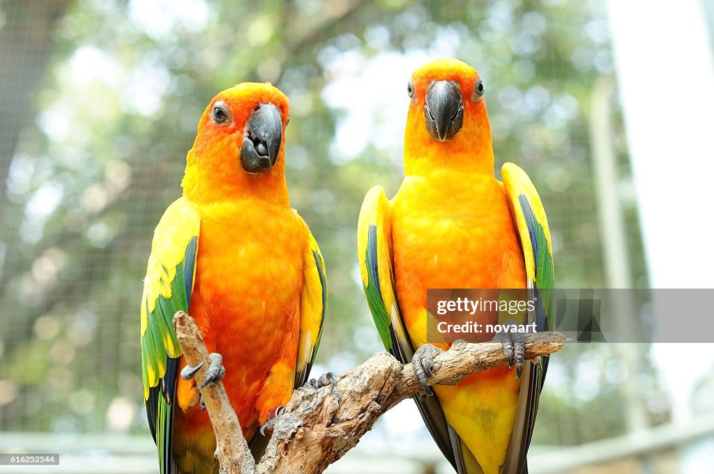 Couple of conure birds parrot hanging on dry branch