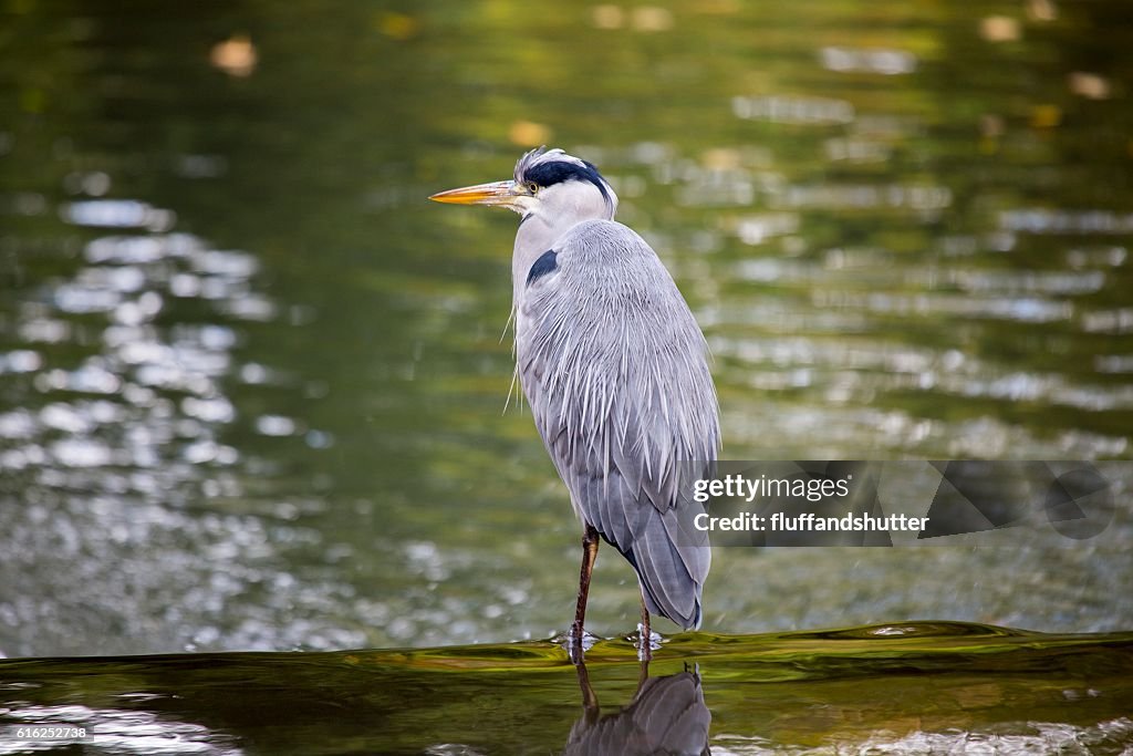 Grey Heron (Ardea cinerea)