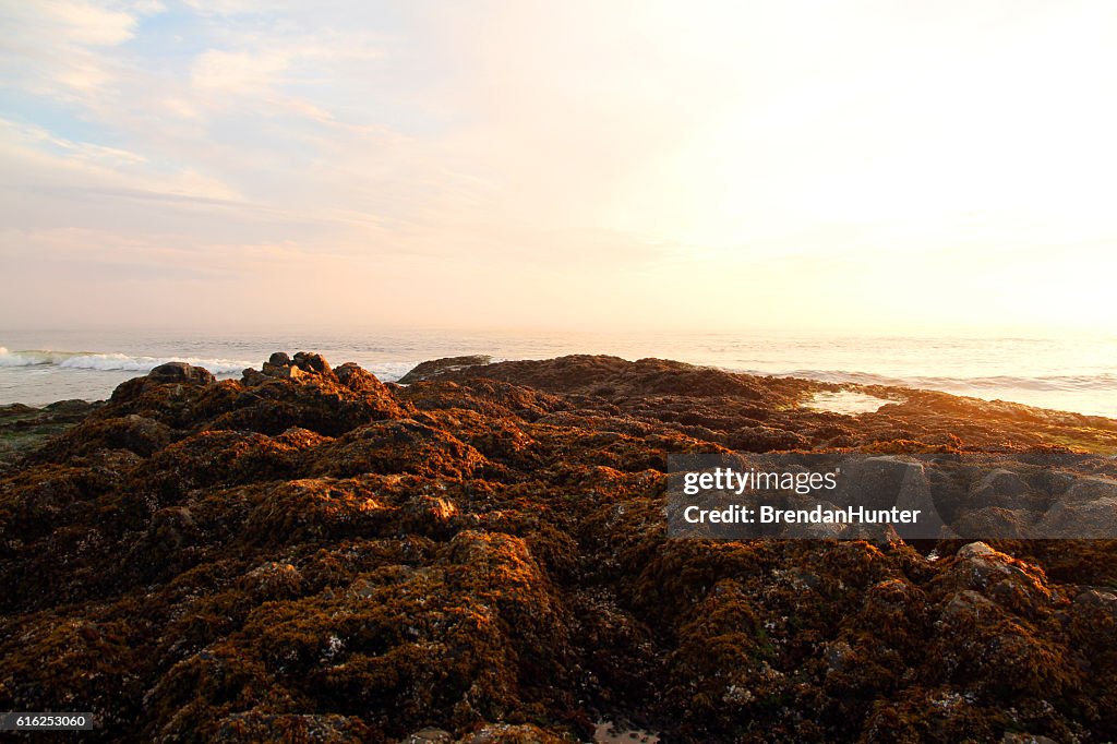 Pink Headland