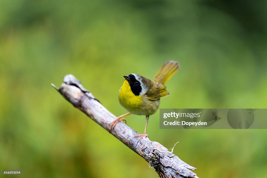 Häufige Yellowthroat.