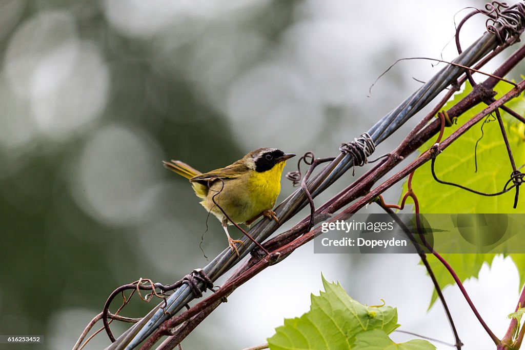 Common Yellowthroat.