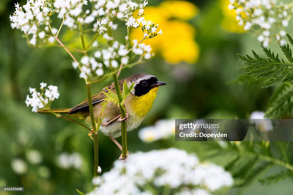 Common Yellowthroat.