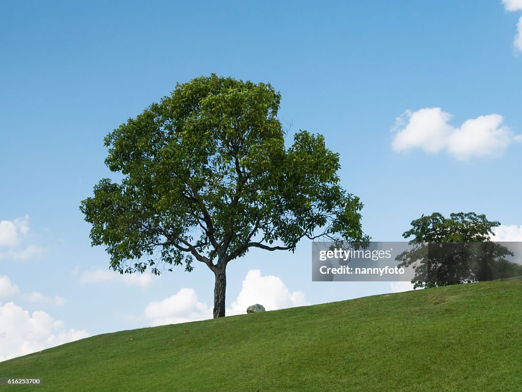 Tree ans sky