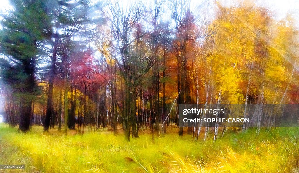 Autumn woodlot