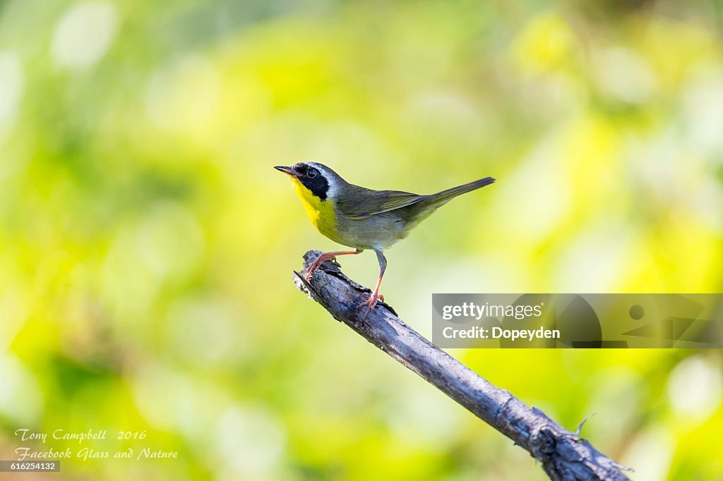 Common Yellowthroat.