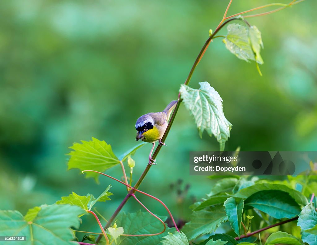 Common Yellowthroat.