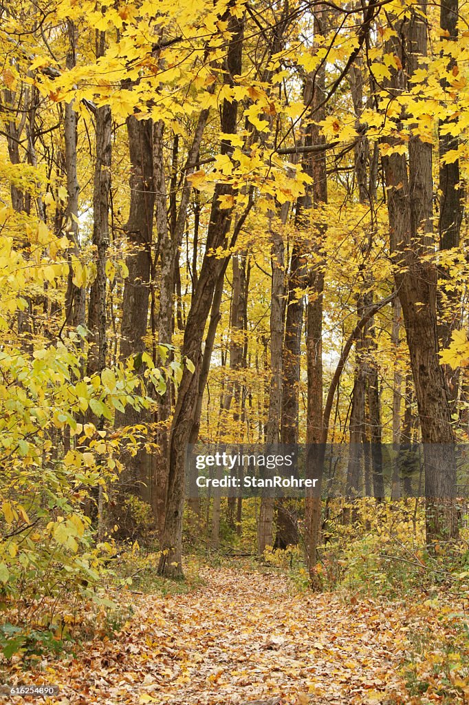 Autumn Path in Woods. Yellow Springs, Ohio