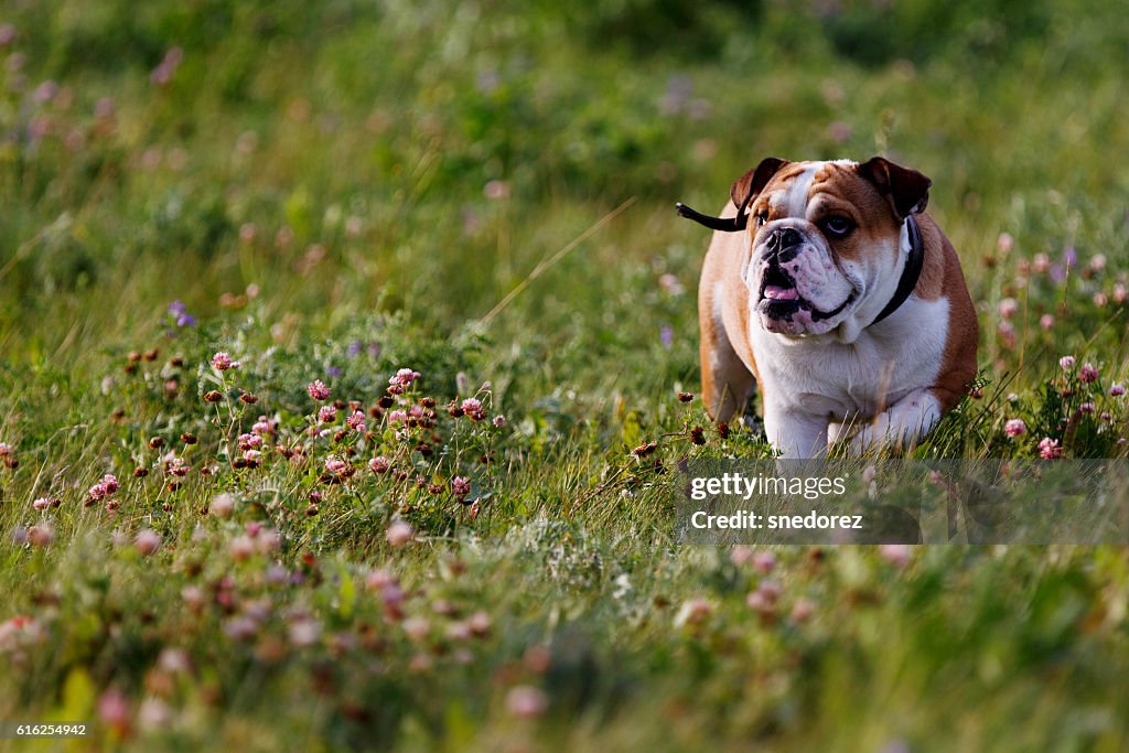 Schöne braun-weiße Bulldogge zu Fuß auf der Natur