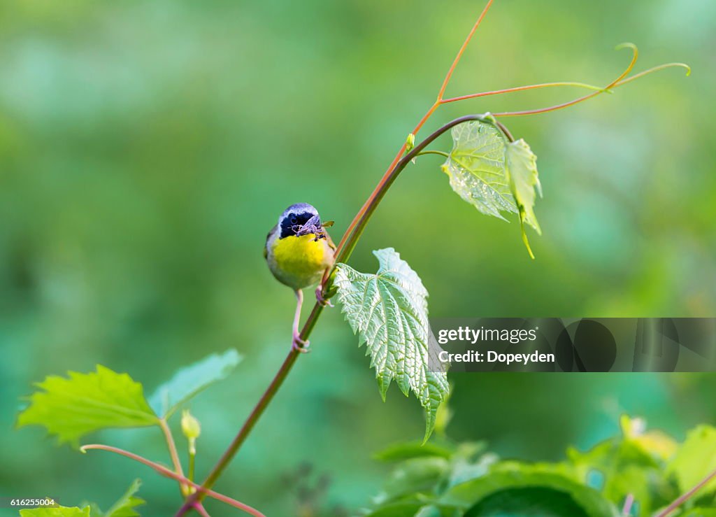 Häufige Yellowthroat.