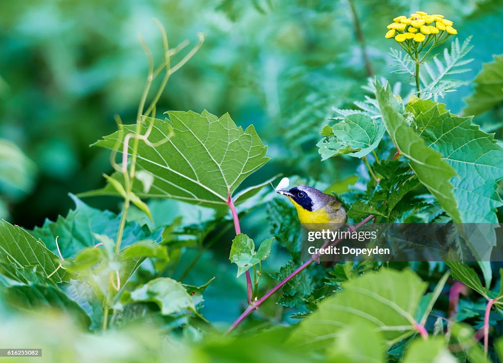 Common Yellowthroat.