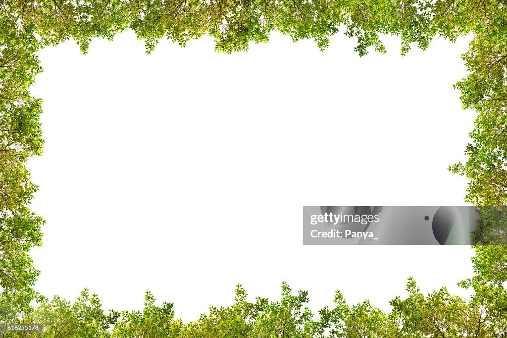 Beautiful Green leaves frame on white background.