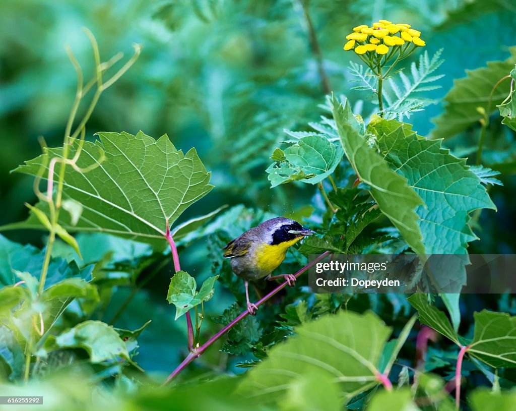 Common Yellowthroat.