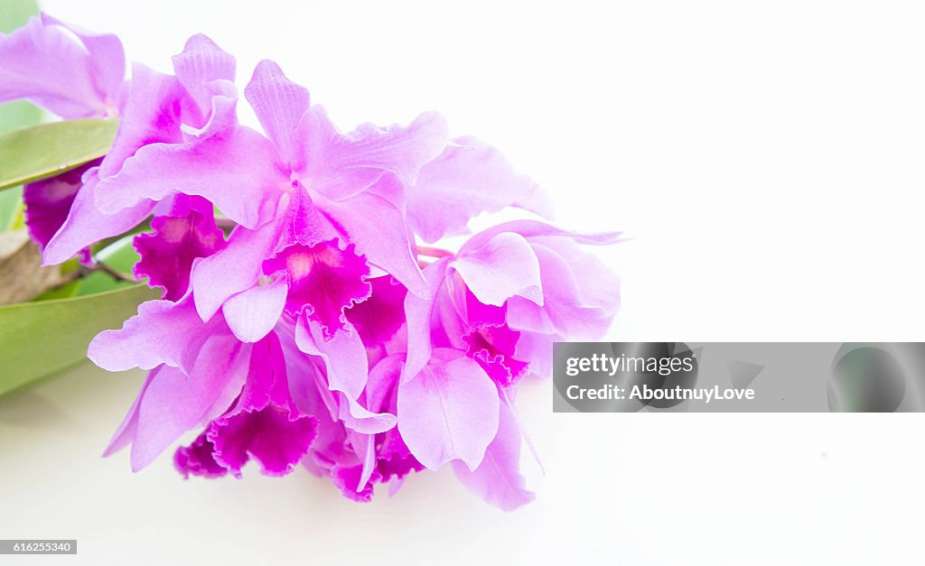 Lila Orchideen Blume auf weißem Hintergrund und Kopierraum
