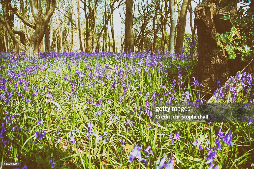 Close up of bluebells in a meadow