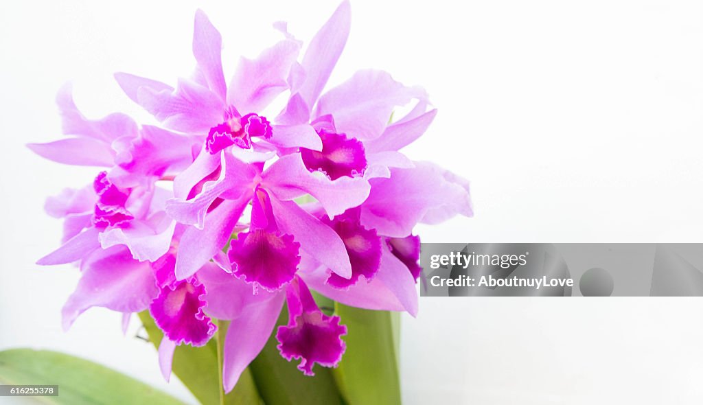 Purple orchids flower on white background and copy space