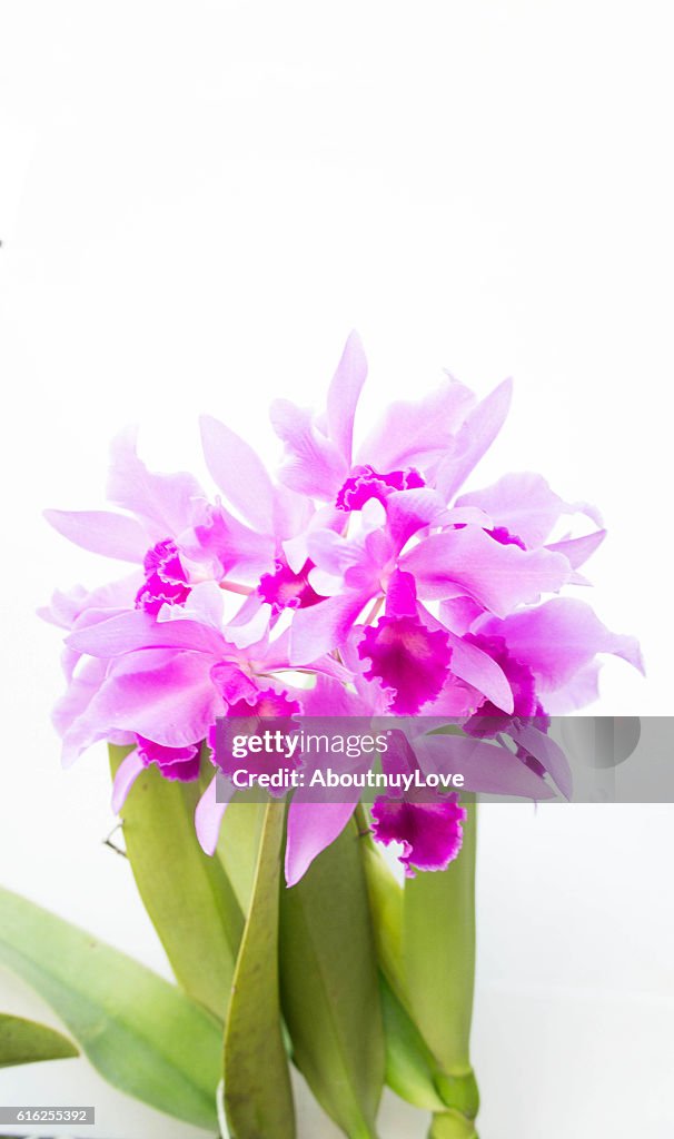 Purple orchids flower on white background and copy space