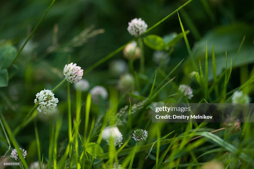 Clover flower in a grass.