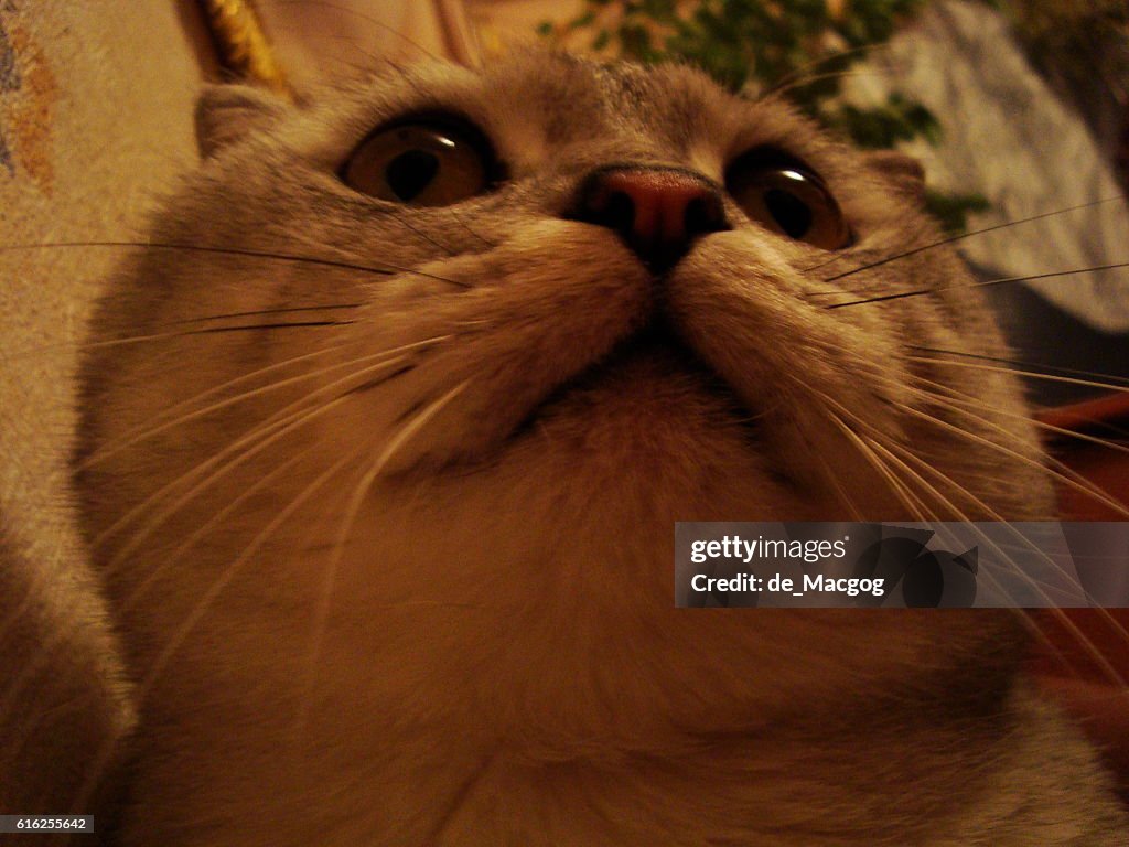 Fluffy cat closeup