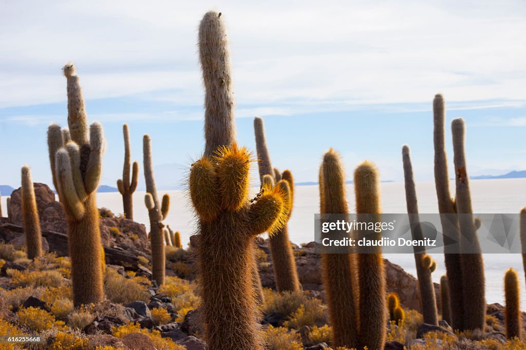 Island fish with millenarian cactus, Uyuni salt flats