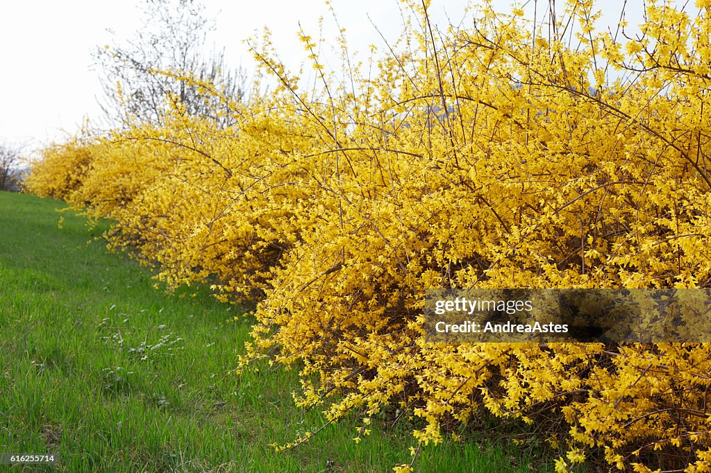 Forsythia, yellow spring flowers hedge and green grass