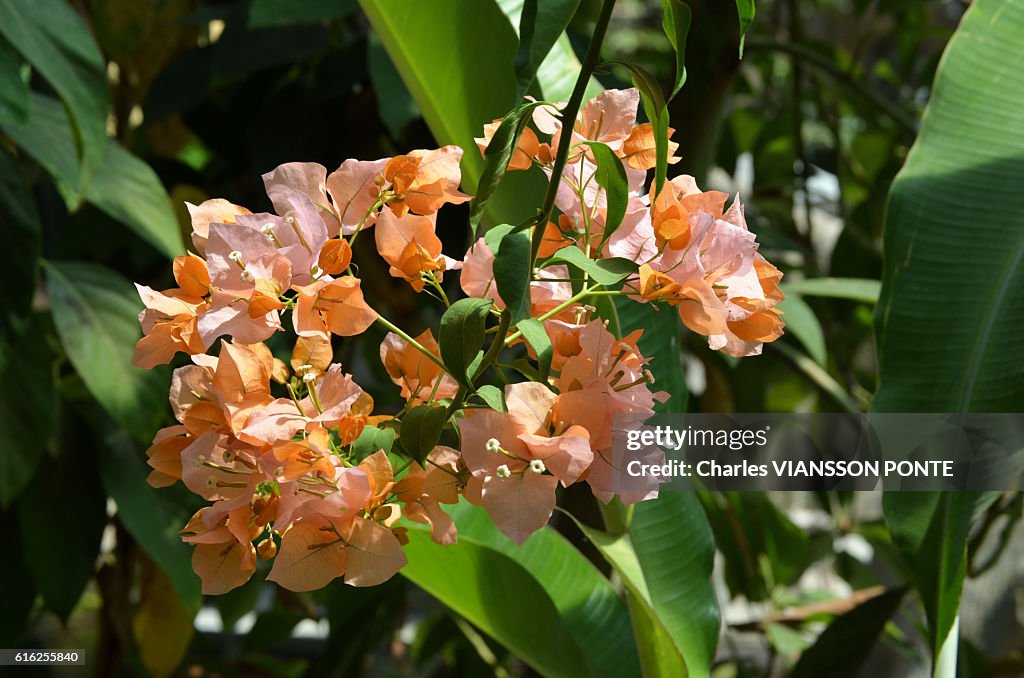 Bougainvillee - Bougainvillea