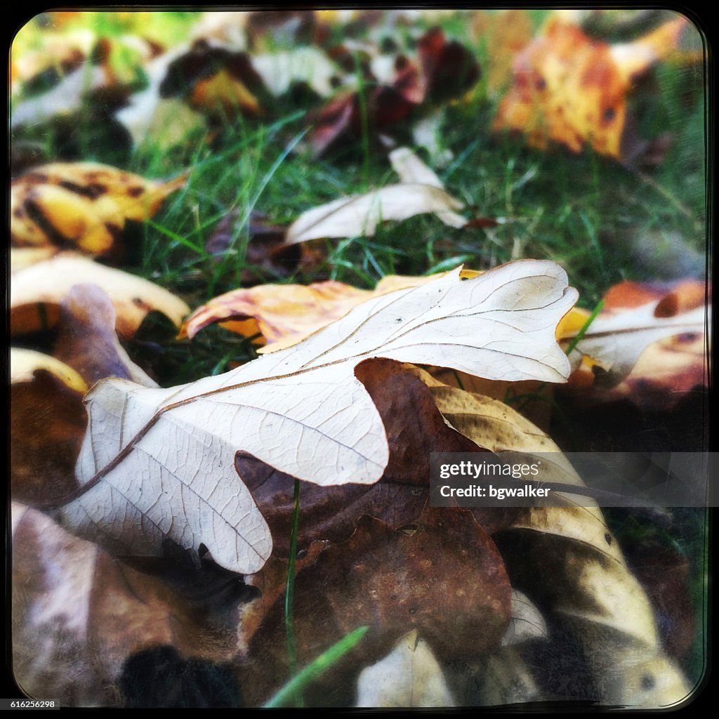 Autumn Leaves on Grass