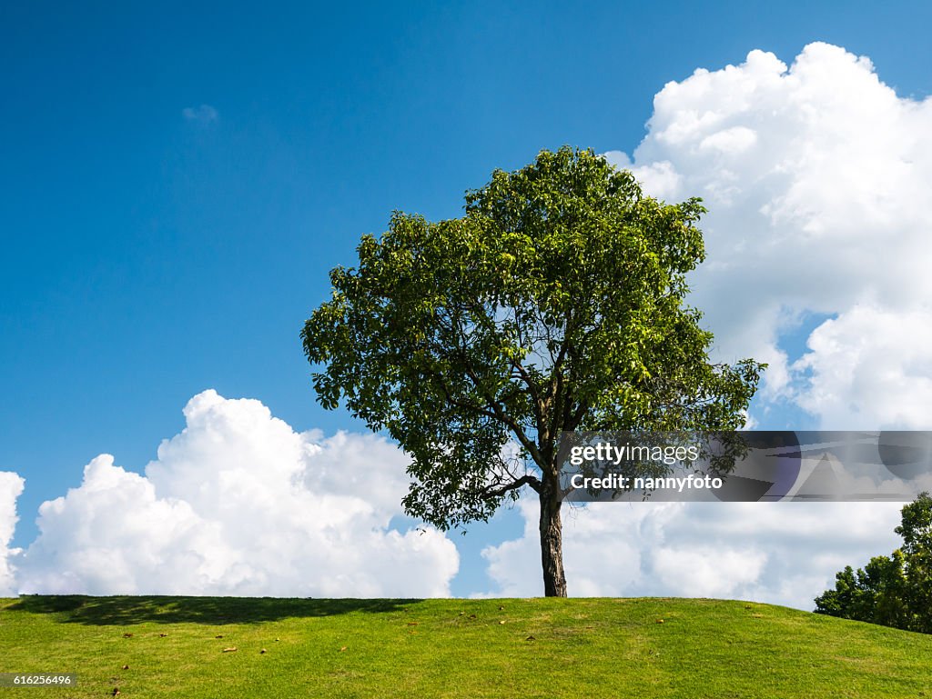 Tree ans sky