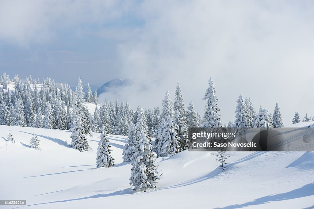 Winter Background With Pine Trees