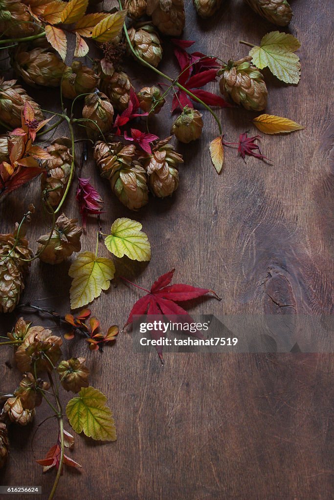 Still life with autumn leaves, hops, maple leaves