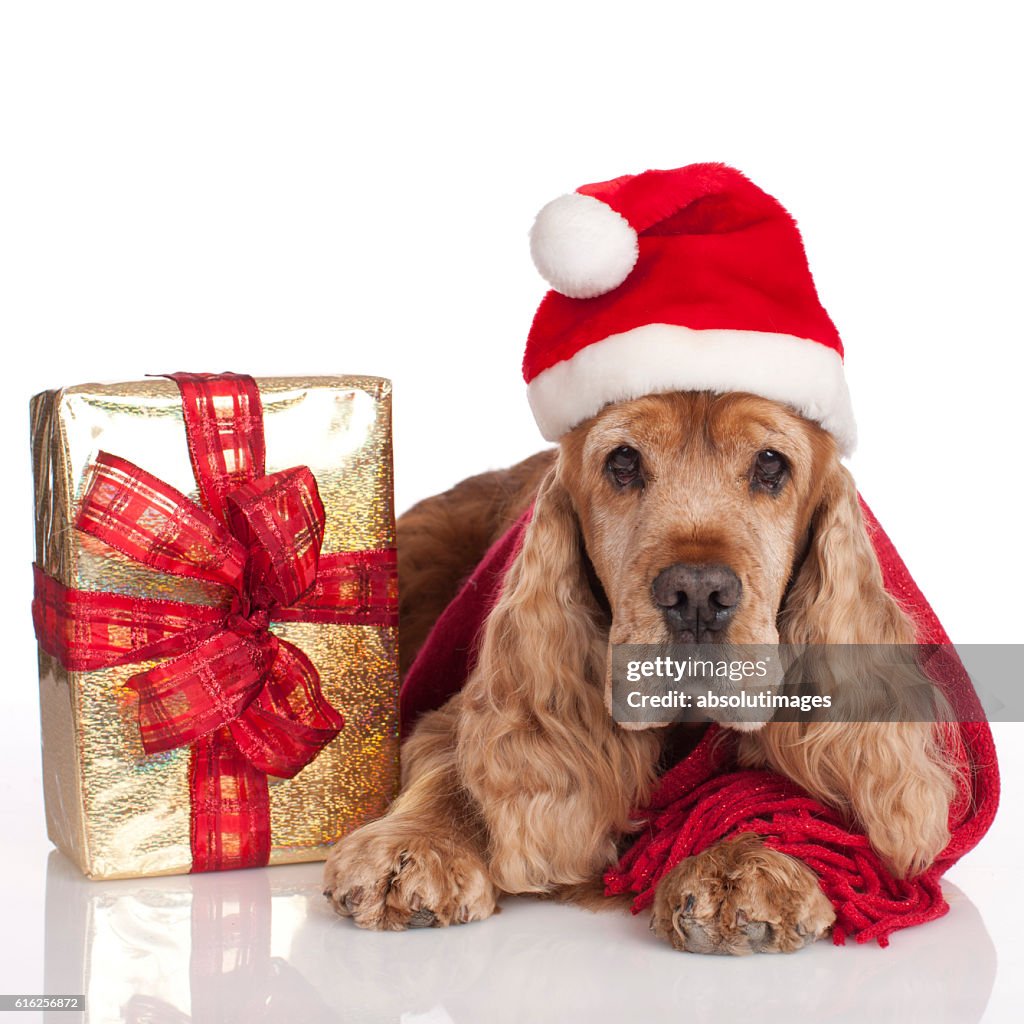 Cute cockerspaniel with christmas gift