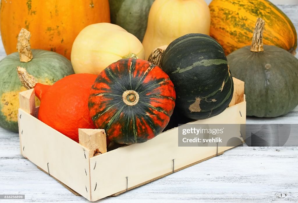 Various kinds of pumpkins