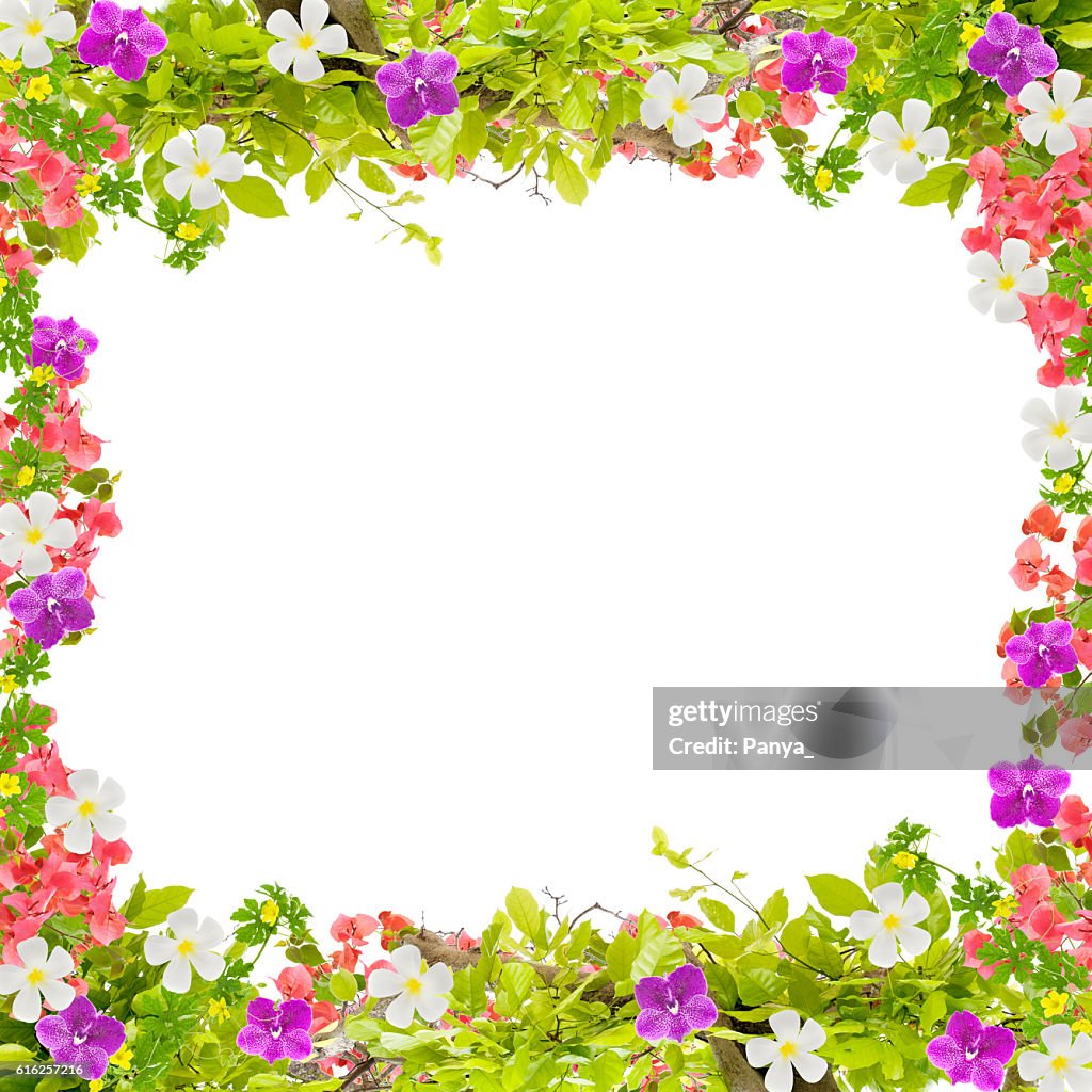 Beautiful green leaves frame with flower on white background