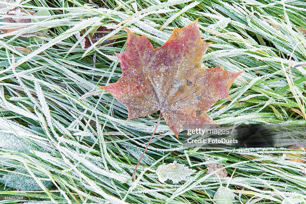 Beautiful, colorful, soft maple leaf has frozen in the meadow.