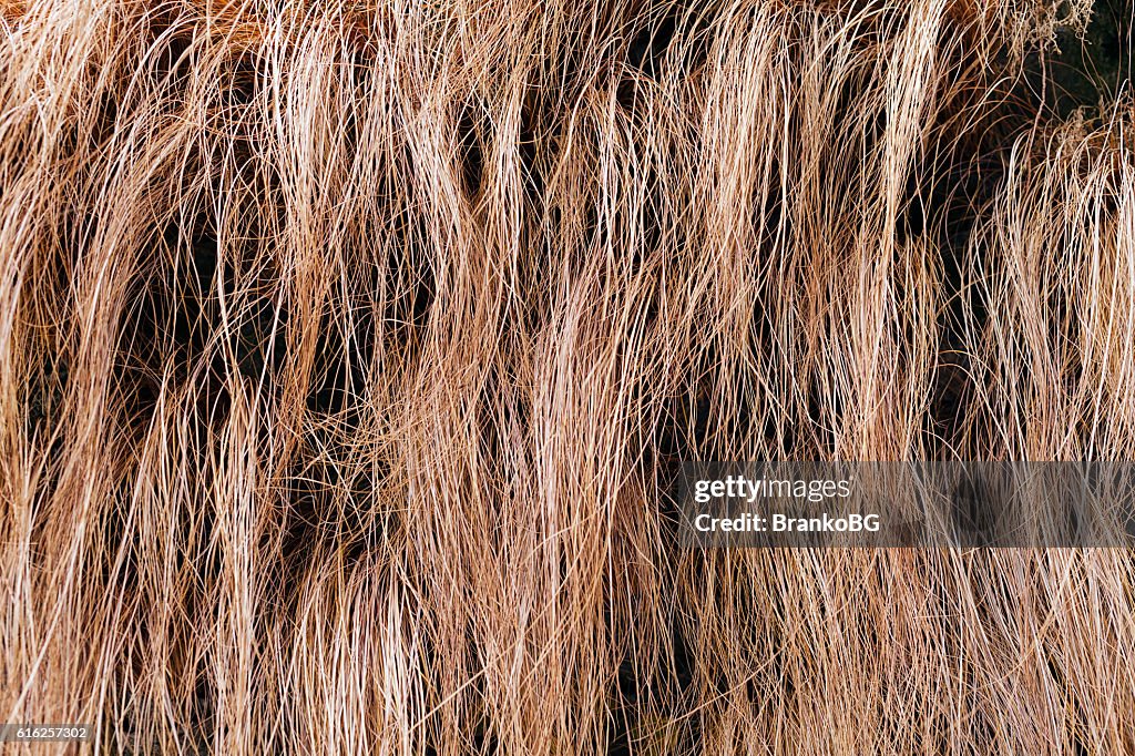 Abstract long dry grass