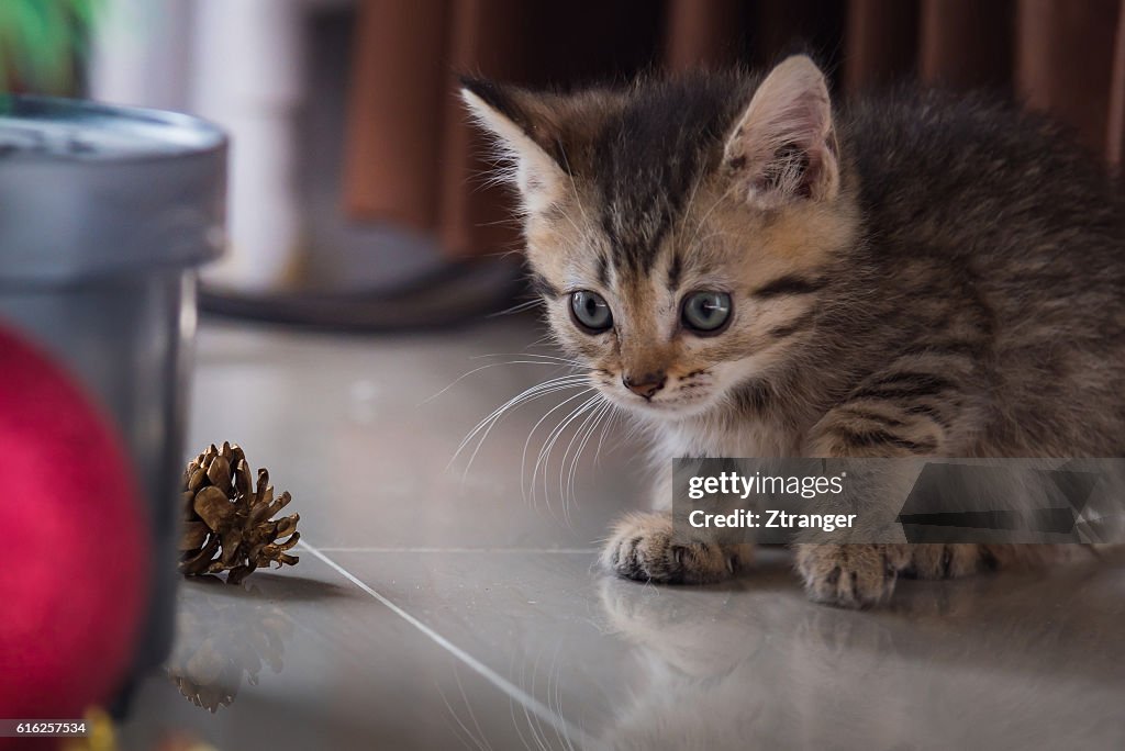 Cute kitten in christmas.