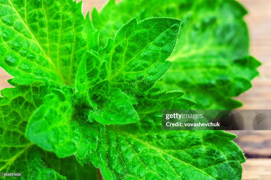 Lush mint leaves