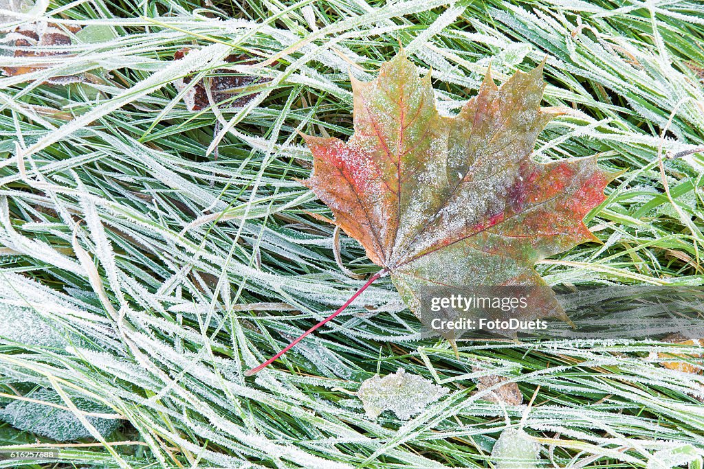 Beautiful, colorful, soft maple leaf has frozen in the meadow.