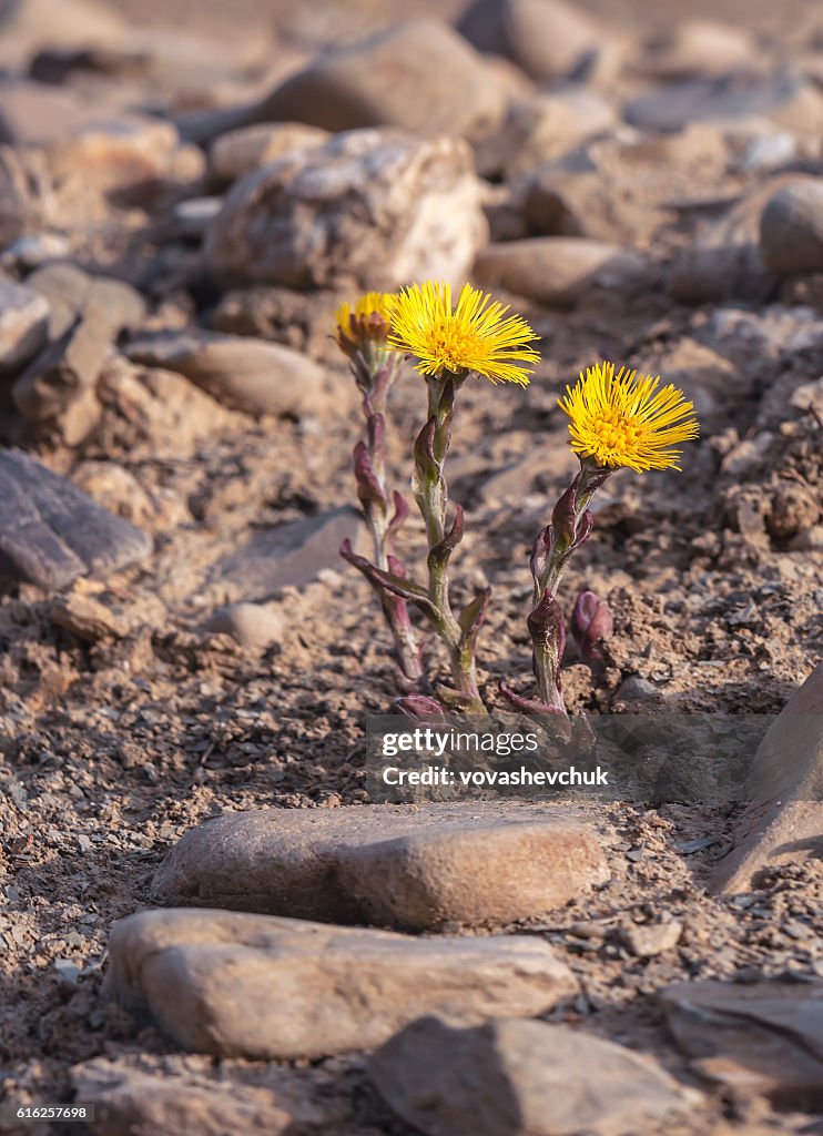 New coltsfoot flower