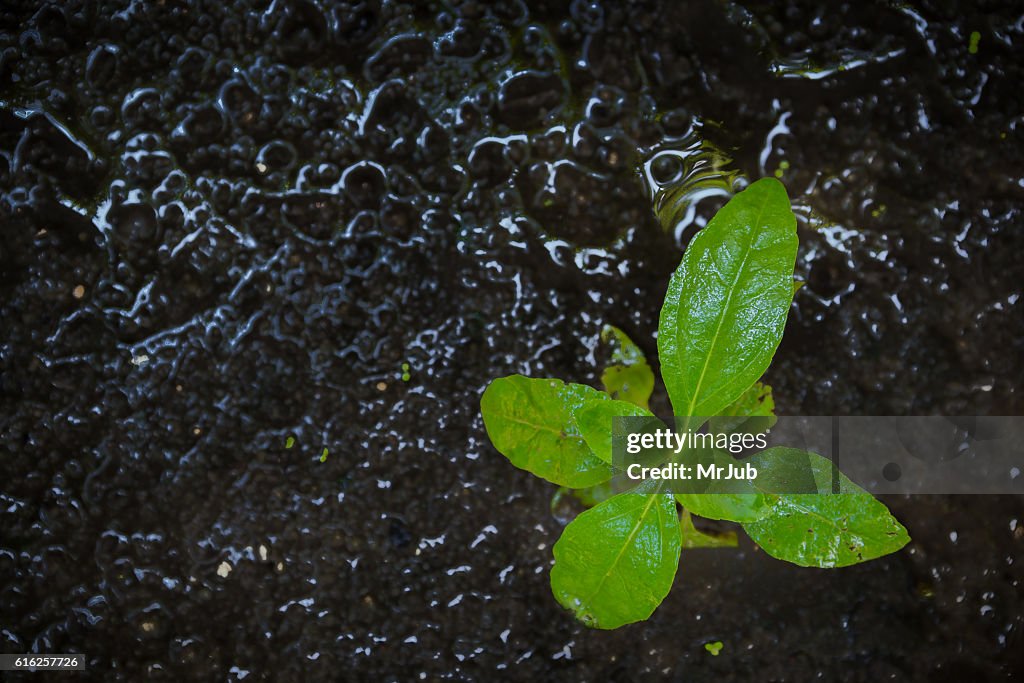 Planta joven después de la lluvia