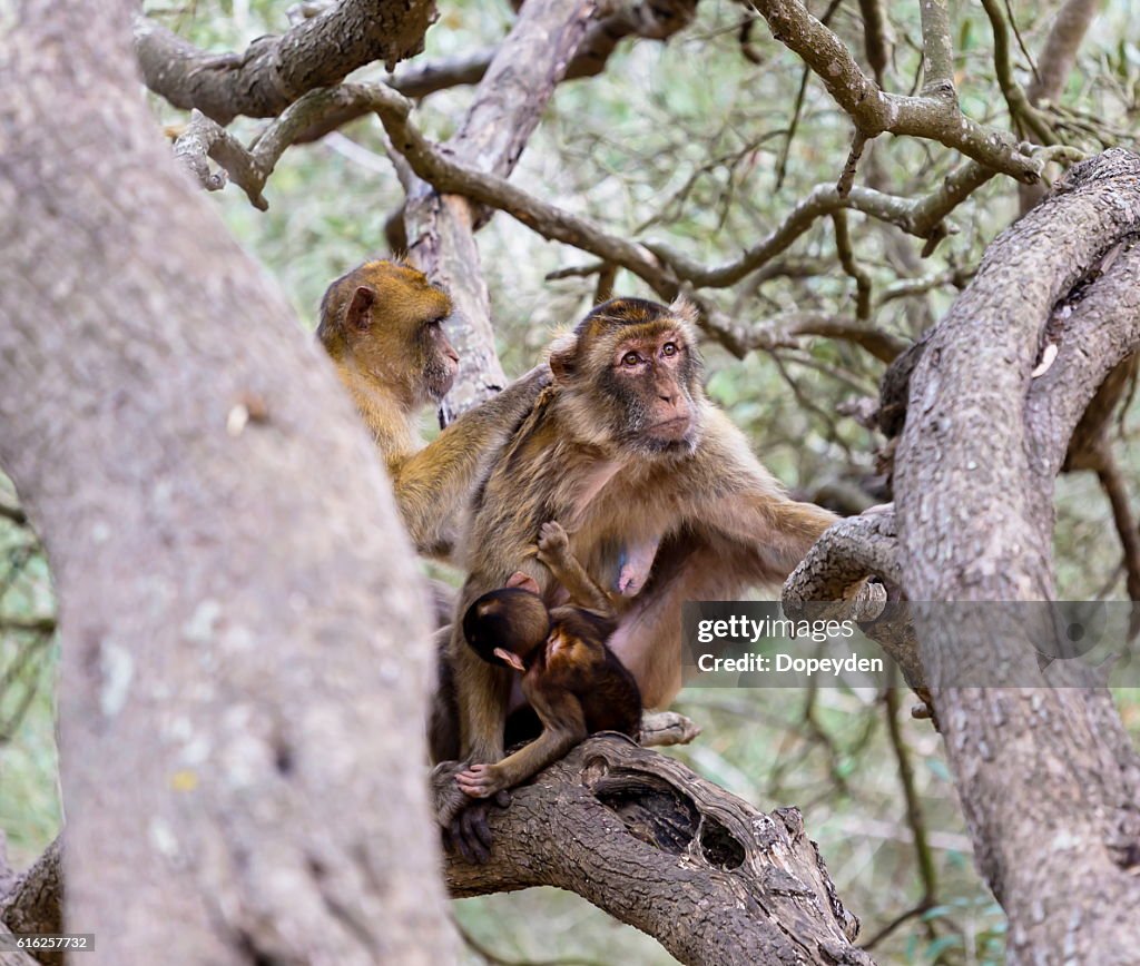 Barbary Macaque, Gibralta.