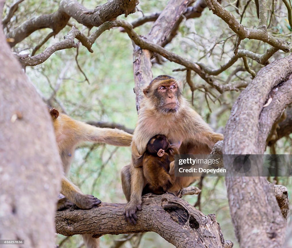 Barbary Macaque, Gibralta.