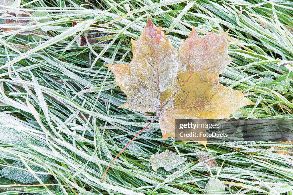 Schönes, buntes, weiches Ahornblatt ist auf der Wiese eingefroren.