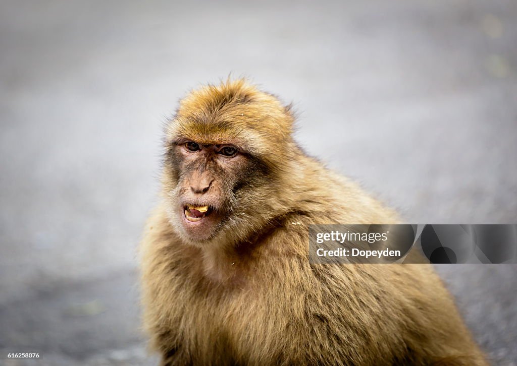 Macaco de Berbería, Gibralta.