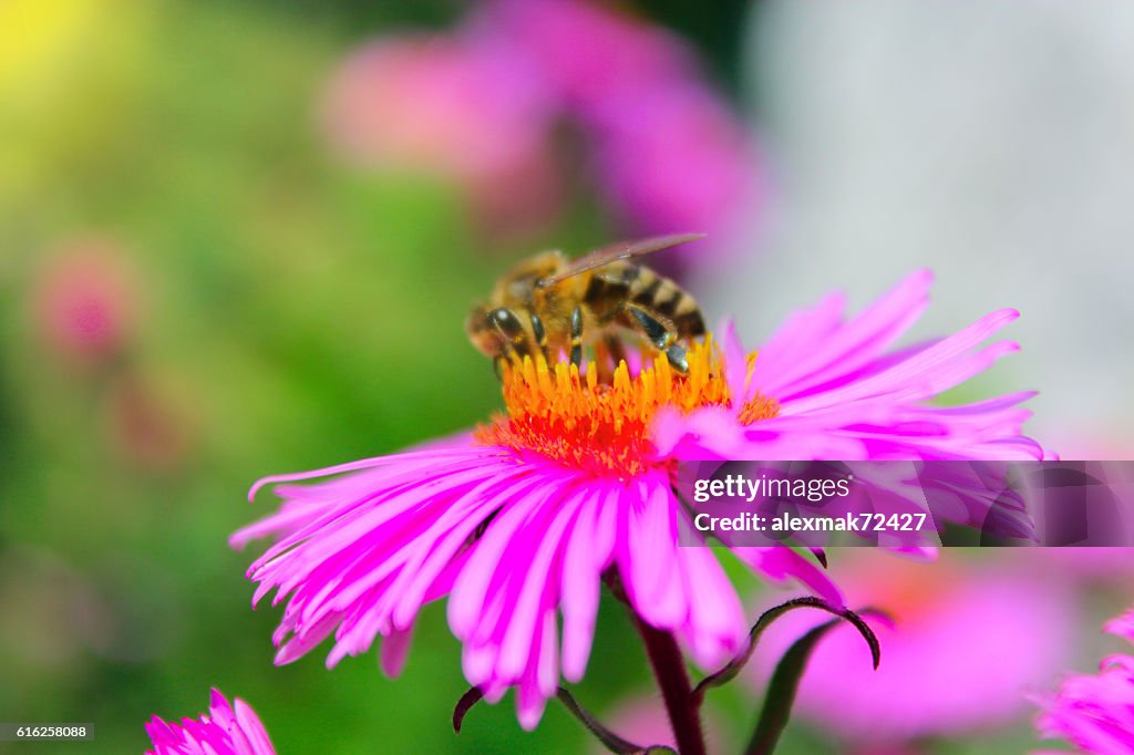 Kleine fleißige Bee auf dem Aster